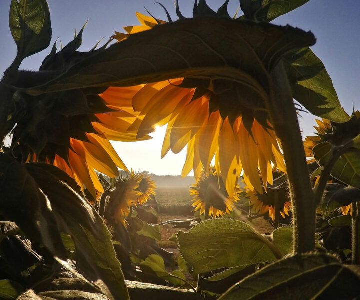 farm-to-power_renewable-energy-nonprofit-education_wind-solar-argivoltaic-farming-ranching_kansas-laura-gilchrist